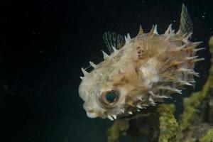 A baloon porcupine fish close up in Cebu Philippines photo