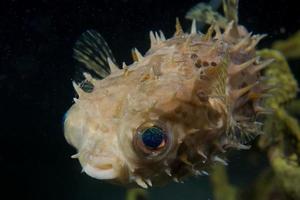 A baloon porcupine fish close up in Cebu Philippines photo