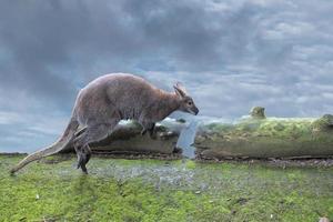 kangaroo while jumping close up portrait photo