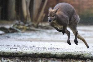 kangaroo while jumping under the rain photo