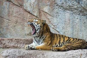 tigre mientras bosteza foto
