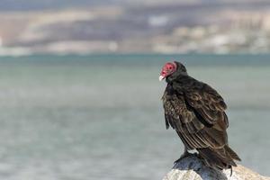 buzzard red head portrait on the sea rocks photo