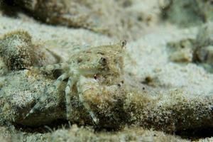 A Crab in Cebu Philippines photo