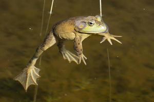 Frog portrait while looking at you photo