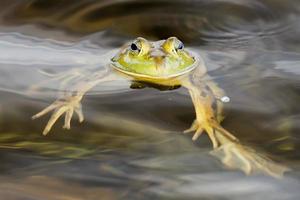 Frog portrait while looking at you photo