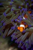 A clown fish portrait in Borneo, Indonesia photo