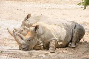 Retrato de rinoceronte blanco africano mientras se relaja foto