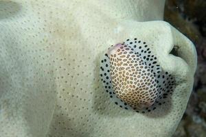 A cowrie on soft coral macro in Cebu Philippines photo