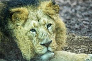 león asiático macho mientras te mira en el zoológico foto