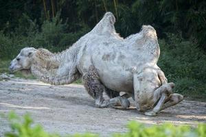 White camel portrait photo