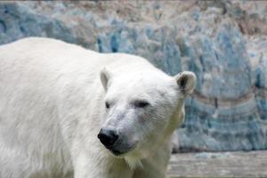 Polar bear on snow and ice background photo