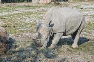 white rhino portrait photo