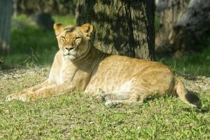 Female lion portrait photo