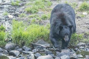A black bear while comig to you photo