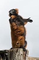 lemur monkey while spreadings arms to the sun photo