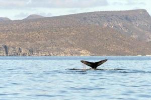 Humpback whale tail while going down photo
