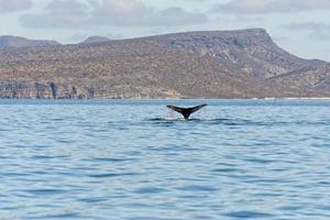 cola de ballena jorobada atrapada en una red de pesca foto