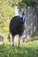 cassowary portrait on green grass photo