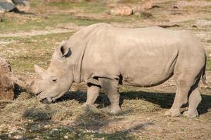 white rhino close up portrait photo