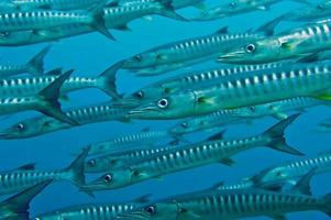 Inside a school of barracuda photo