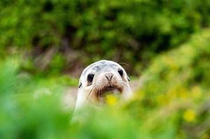 newborn australian sea lion on bush background photo