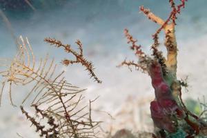 Ghost ornate pipe fish in Sipadan, Borneo, Malaysia photo