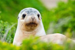 newborn australian sea lion on bush background photo