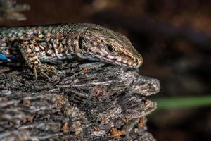 lagarto aislado mirándote macro foto