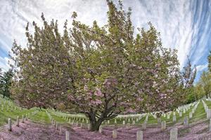 arlington cemetery graveyard photo