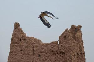 a stork on Ait Ben Haddou photo