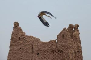 una cigüeña en ait ben haddou foto