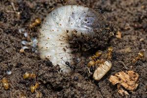 Yellow Ants inside anthill while moving eggs photo