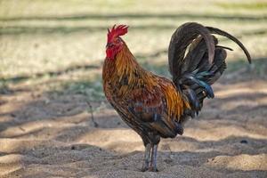 Ruster chicken on hawaian beach photo