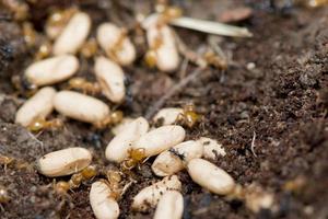 Yellow Ants inside anthill while moving eggs photo