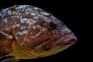 colorful grouper isolated on black photo