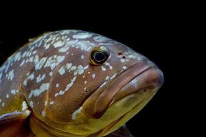 colorful grouper isolated on black photo