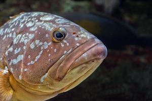 colorful grouper isolated on black photo