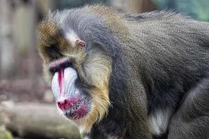 Isolated Mandrill Monkey portrait photo