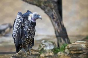 Isolated vulture, buzzard looking at you photo