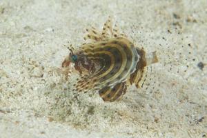 A devil fish in the sand in Cebu Philippines photo