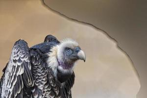 Isolated vulture, buzzard looking at you photo