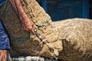 Asian male hands holding sack in a harbor photo