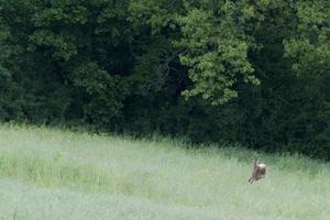 Isolated Roe Deer while jumping on the grass photo
