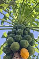 papaya on a tree ready for harvest photo