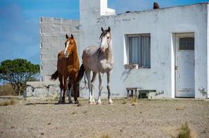 white wild horse on blue sky background photo