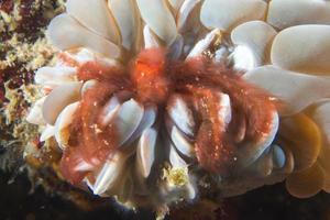 Red orang utan crab on hard coral macro in Cebu Philippines photo