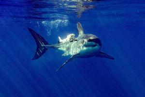 gran tiburón blanco ataca sangre de atún en el agua foto