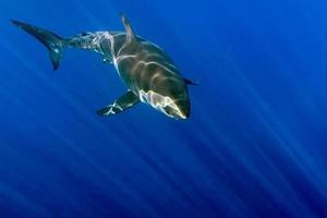 Great White shark ready to attack photo