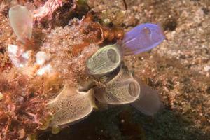 sea squirt in the sea photo