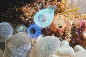 sea squirt in the sea photo